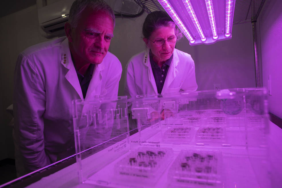 (From left) Ferl and Paul plant seeds under LED lights tuned to the optimal wavelength for photosynthetic plant growth.