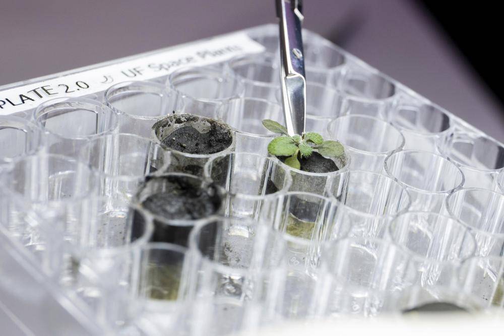 Arabidopsis plants, commonly known as shale cress, sprout from lunar soil.